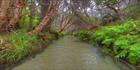 Eli Creek - Fraser Island - QLD T (PB5D 00 U3A0985)
